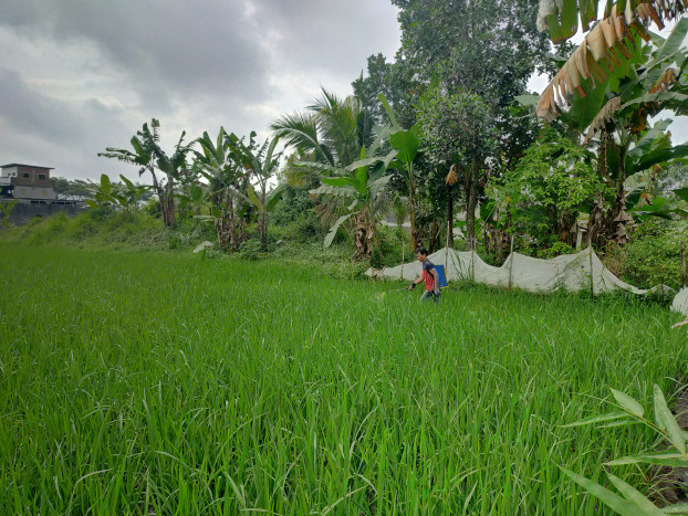 Wereng Batang Cokelat Serang Sawah di Tasikmalaya, Ciamis dan Banjar