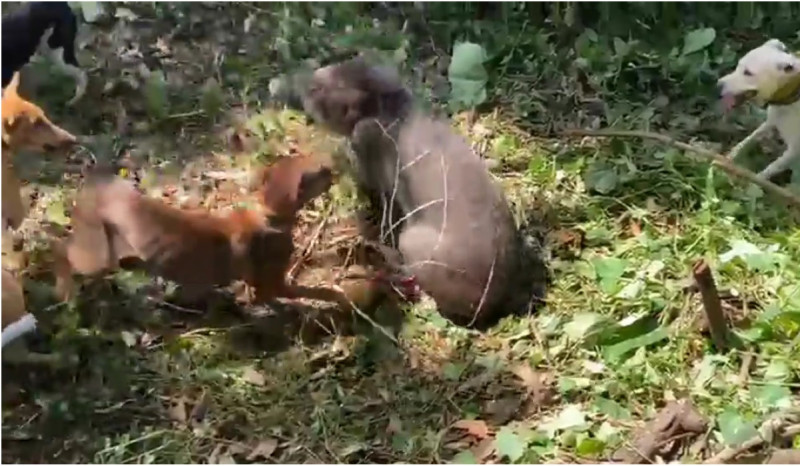 Babi Hutan Berkeliaran, Warga Kerahkan Anjing Pemburu