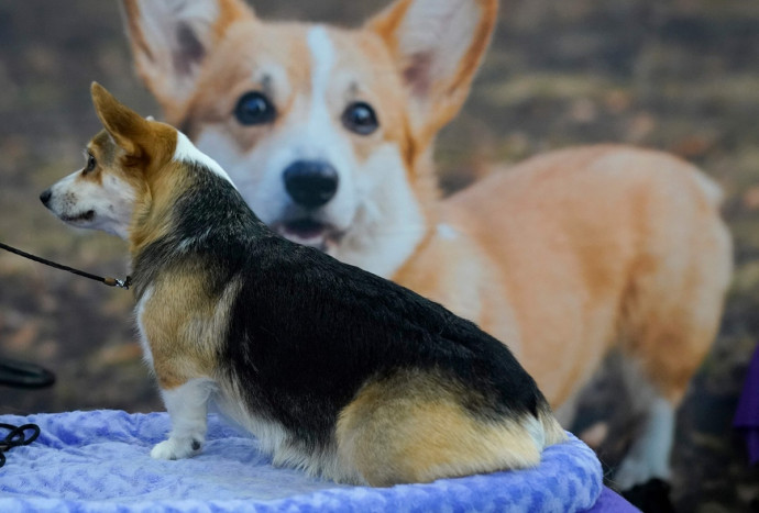 Hari Corgi Internasional: Perayaan dan Penyelamatan untuk Anjing yang Menggemaskan