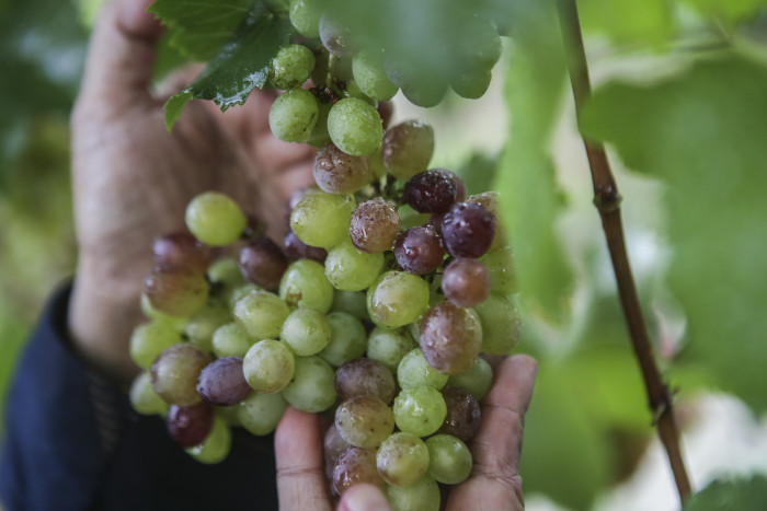 Palu Berpotensi Jadi Daerah Penghasil Anggur Terbesar di Indonesia