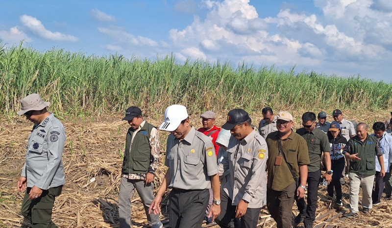 Pastikan Produksi Aman, Kementan Tinjau Langsung Padi hingga Tebu di Cirebon