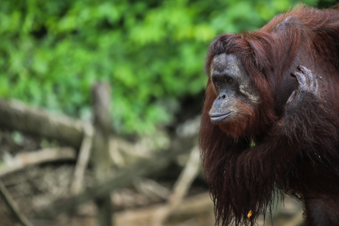 Empat Orangutan Dilepasliarkan di Hutan Lindung Gunung Batu Mesangat