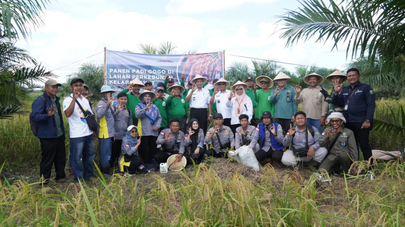 Panen Padi Gogo di Lahan Sawit, Program Kesatria Bawa Keuntungan bagi Petani OKI