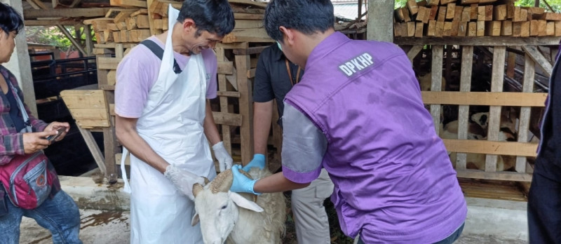 Dinas Ketahanan Pangan dan Peternakan Jabar Periksa Kesehatan Hewan Kurban di Cianjur