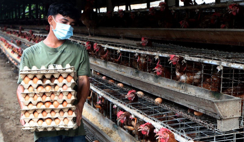 Harga Telur dan Daging Ayam di Purwokerto Terus Meroket
