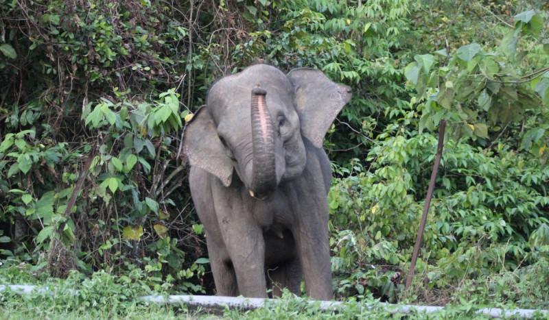 Gajah Sumatra Mati Diduga Tersetrum Kawat Listrik Tegangan Tinggi
