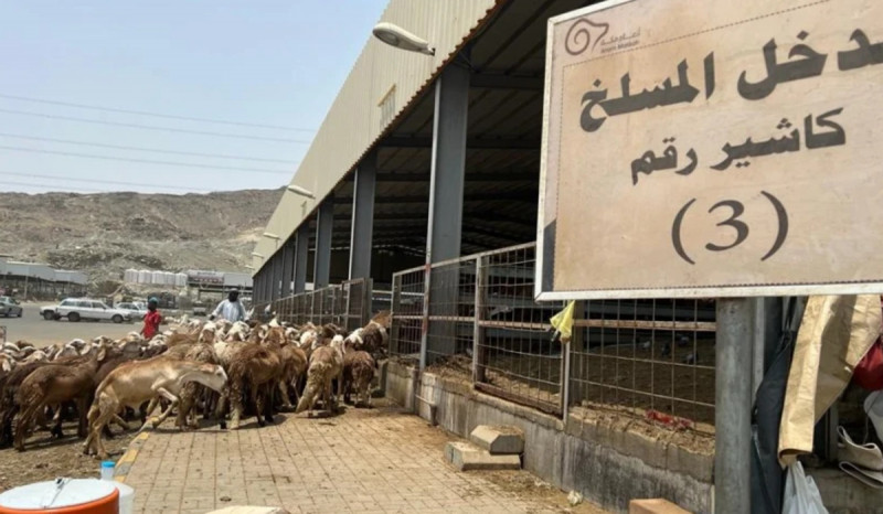 Jelang Idul Adha, Pasar Hewan Kurban di Arab Saudi Kian Menggeliat