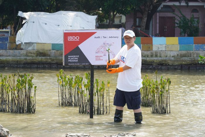 Peringati Hari Lingkungan Hidup Sedunia, BDO di Indonesia Tanam Mangrove di Kepulauan Seribu