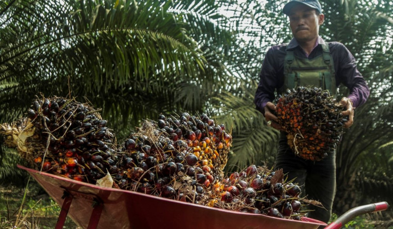 Harga Referensi CPO pada Juli Menguat