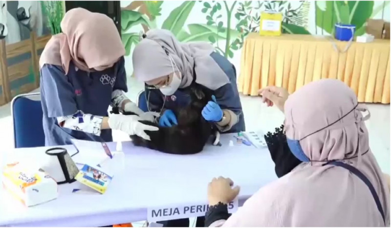 Ratusan Kucing dan Anjing Antre Vaksin Rabies Gratis