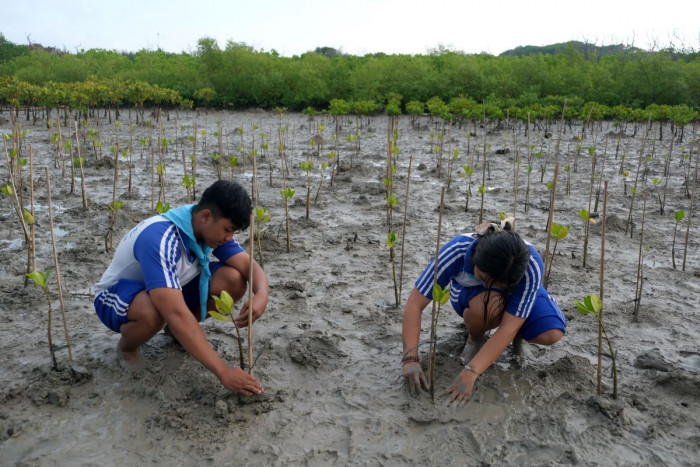 237 Ribu Mangrove Ditanam Serentak di Kalimantan Selatan
