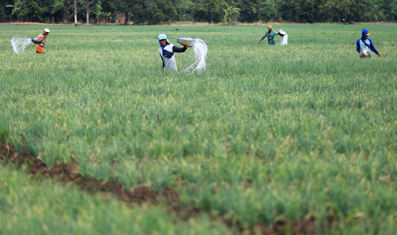 Majalengka Miliki Varietas Lokal Pisang Apuy dan Bawang Putih Nunuk